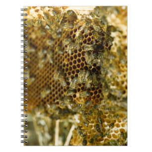 Carnet Abeilles Dans La Ruche, Cap Occidental, Afrique Du