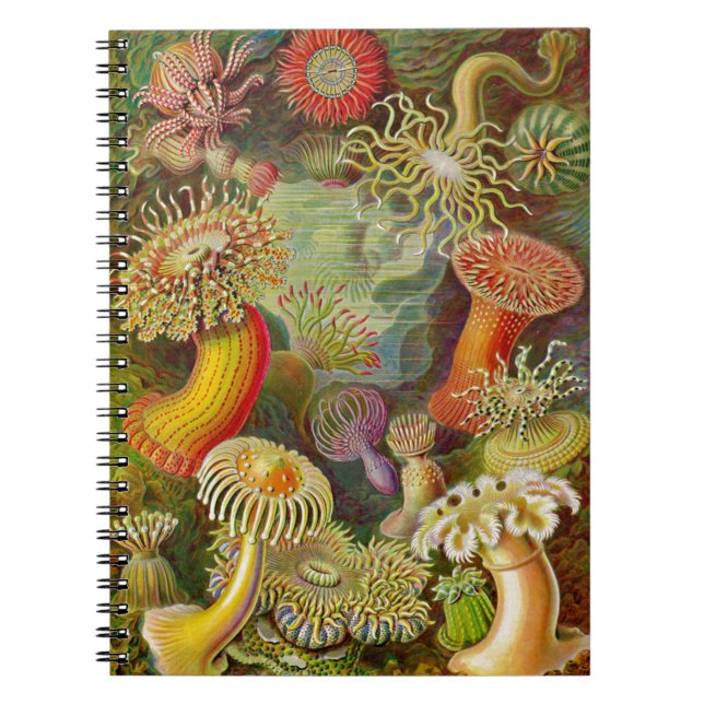 Carnet Actinae Ocean Life d'Ernst Haeckel (Devant)