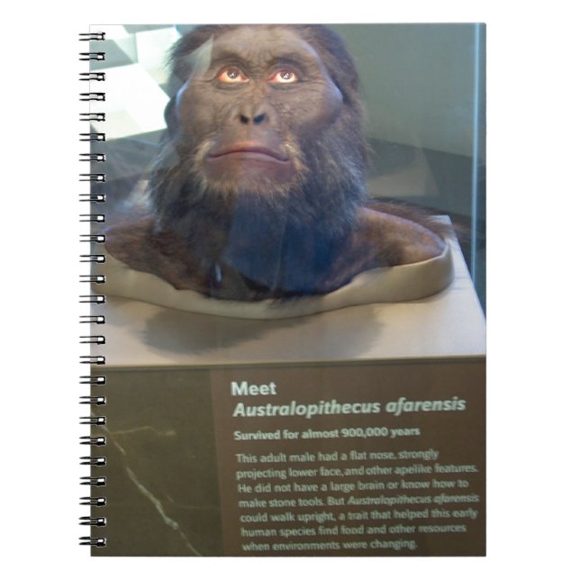 Carnet Afarensis d'australopithèque ; objet exposé de (Devant)