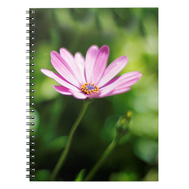 Carnet African daisy (Devant)