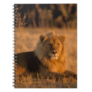 Carnet Afrique, Botswana, Delta de l'Okavango. Lion (Pant