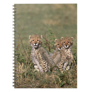 Carnet Afrique ; Kenya ; Masai Mara ; Trois bébés guépard