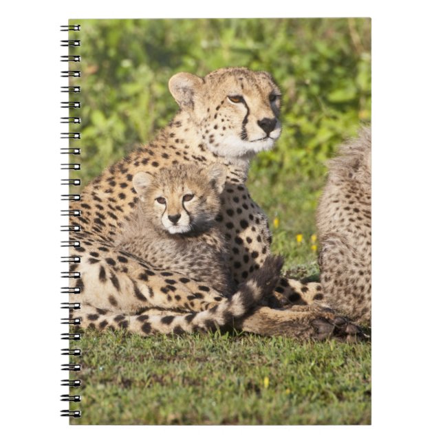 Carnet Afrique. Tanzanie. Cheetah mère et petits 2 (Devant)