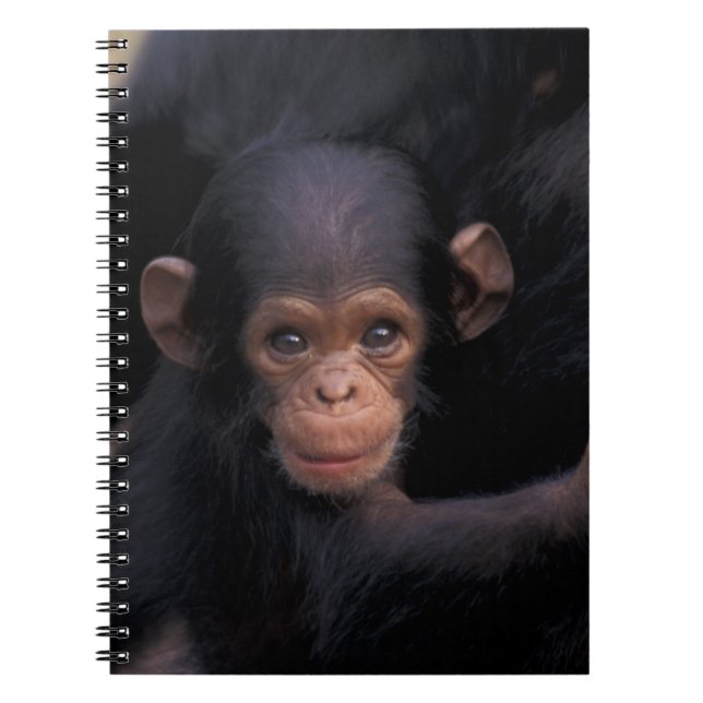 Carnet Afrique, Tanzanie, Gombe Nat'l Park