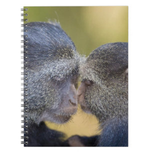 Carnet Afrique. Tanzanie. Singe bleu mère avec jeune