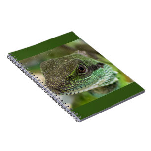 Carnet Agama, lézard