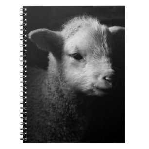 Carnet Agneau nouveau-né