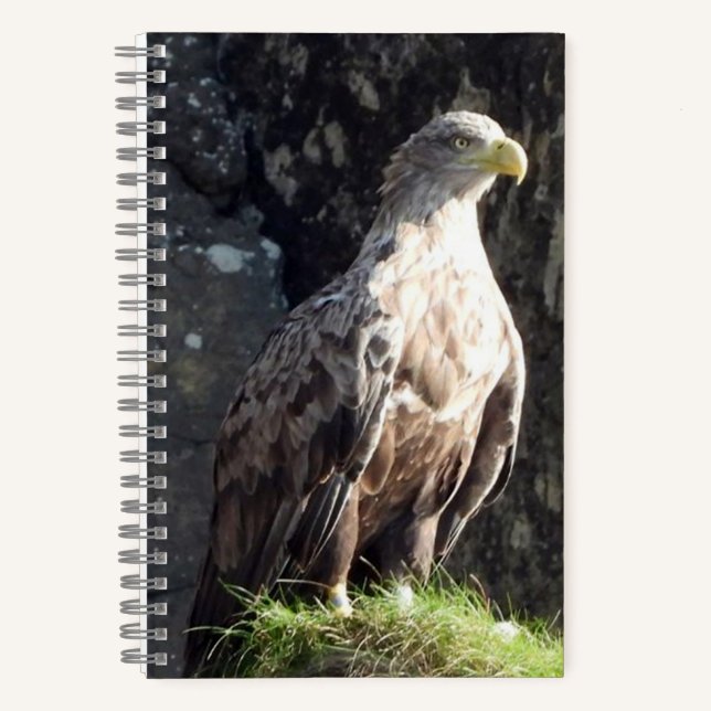 Carnet Aigle à queue blanche rocher côtier faune (Recto)
