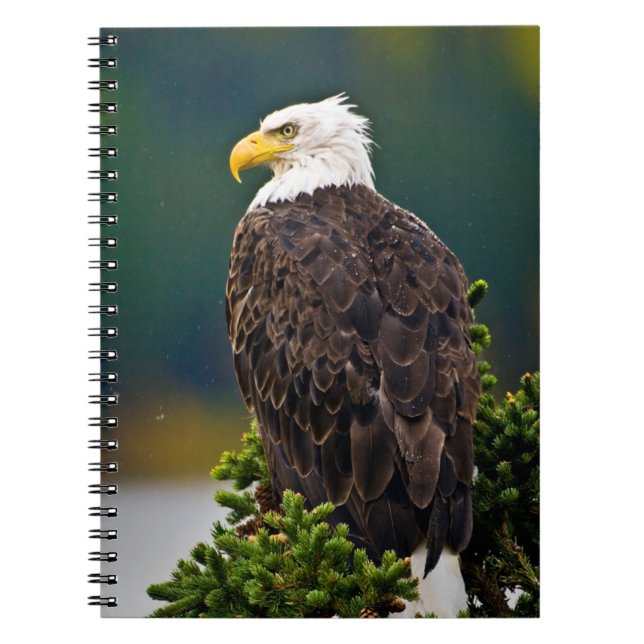 Carnet Aigle américain perché (Devant)