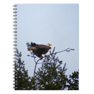 Carnet Aigle de Bald