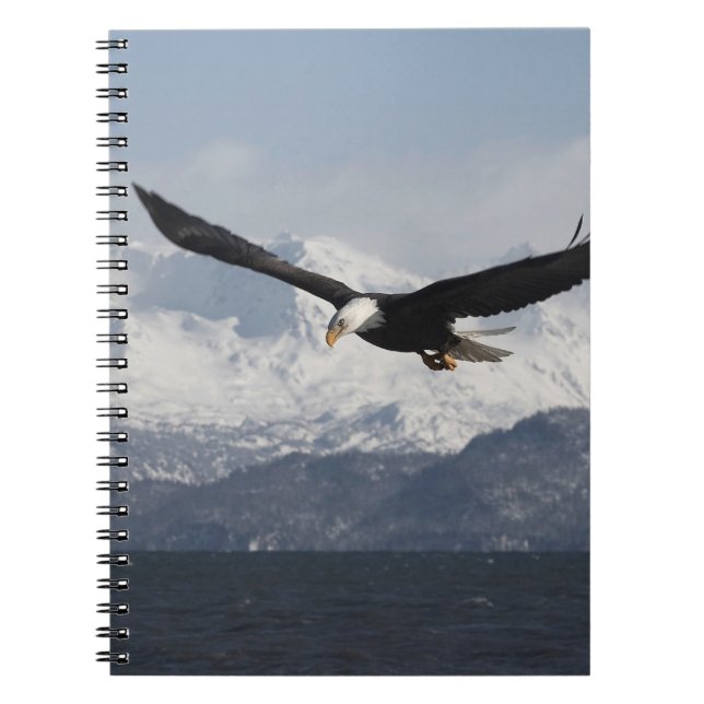 Carnet Aigle de tête en vol, Haliaeetus leucocephalus, (Devant)