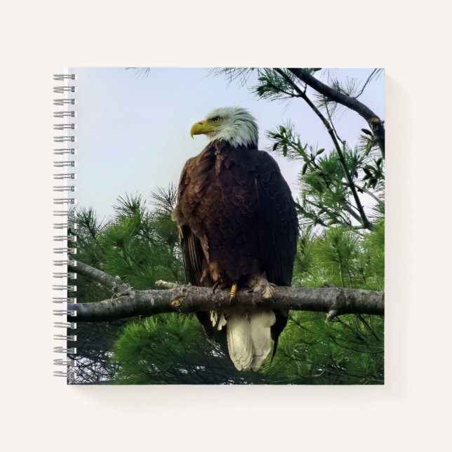 Carnet Aigle mûre majestueux perché dans l'arbre (Devant)