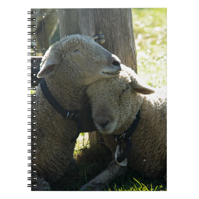 Carnet Aimer Ewe Sheep (Devant)