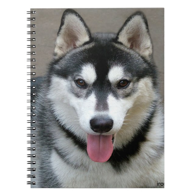 Carnet Alaskan Malamute Chien photo (Devant)