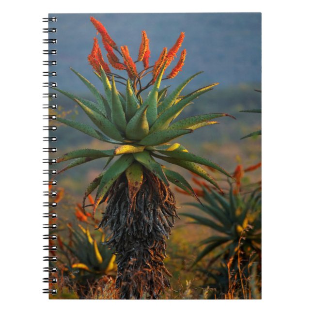 Carnet Aloe de montagne (Aloe Marlothii Berger) 2 (Devant)