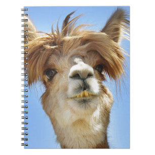 Carnet Alpaga fol de cheveux