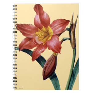 Carnet Amaryllis