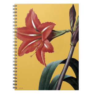 Carnet Amaryllis barrée