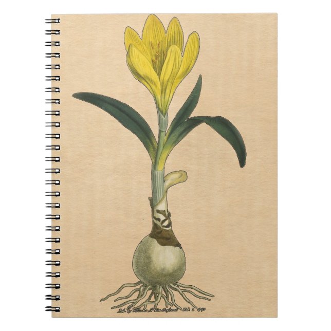 Carnet Amaryllis Tulip Jardin Botanique Fleur (Devant)