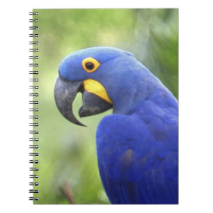 Carnet Amérique du Sud, Brésil, Pantanal