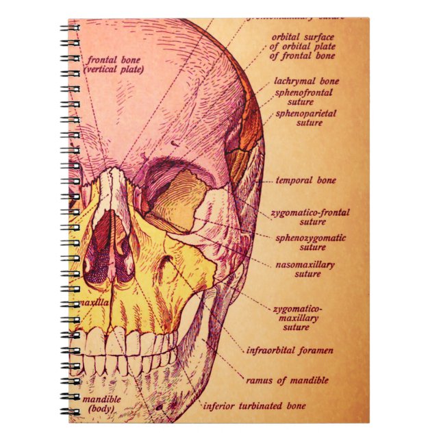 Carnet Anatomie de crâne (Devant)