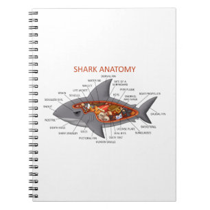 Carnet Anatomie de requin