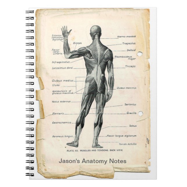 Carnet Anatomie Posterior (Devant)