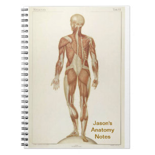 Carnet Anatomie Posterior