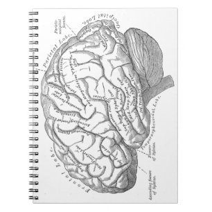 Carnet Anatomie vintage de cerveau
