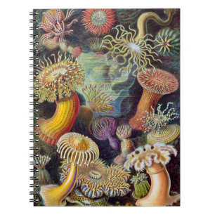 Carnet Anémone de mer Nature scientifique Océan