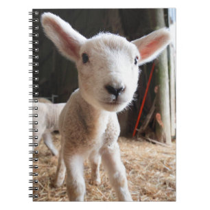 Carnet Animaux de bébés cutest Agneau mignon dans une f