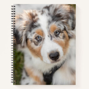 Carnet Animaux de bébés cutest Australian Shepherd Pupp