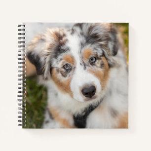Carnet Animaux de bébés cutest Australian Shepherd Pupp