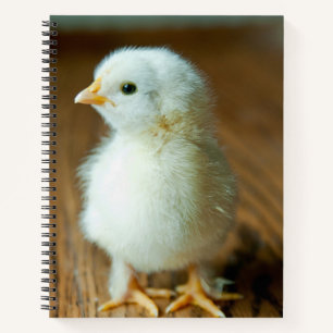 Carnet Animaux de bébés cutest Baby Chick