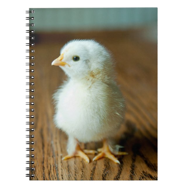Carnet Animaux de bébés cutest | Baby Chick (Devant)