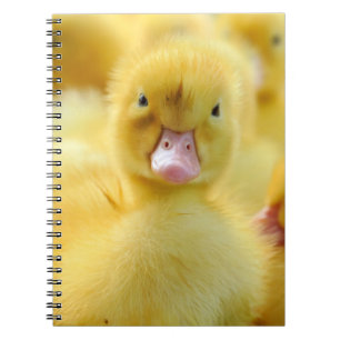 Carnet Animaux de bébés cutest Baby Duck Group