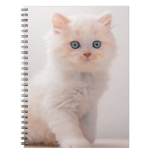Carnet Animaux de bébés cutest   Blue Eye Kitten