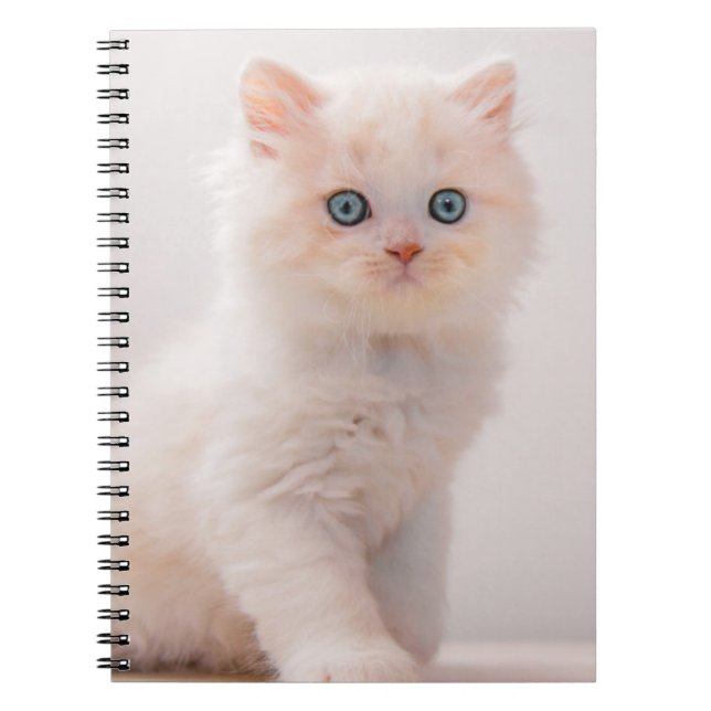 Carnet Animaux de bébés cutest | Blue Eye Kitten (Devant)