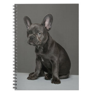 Carnet Animaux de bébés cutest Blue French Bulldog Pupp