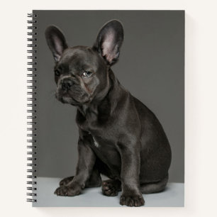 Carnet Animaux de bébés cutest Blue French Bulldog Pupp