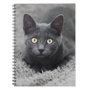 Carnet Animaux de bébés cutest Chat gris