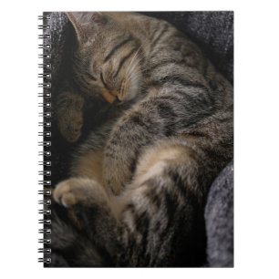 Carnet Animaux de bébés cutest   Chat Tabby Dormant