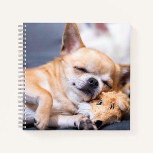 Carnet Animaux de bébés cutest Chihuahua Chig aux cheve
