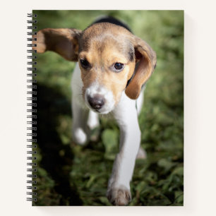 Carnet Animaux de bébés cutest Chiot Beagle