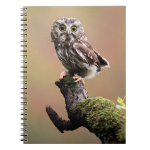 Carnet Animaux de bébés cutest Chouette blanche de la s