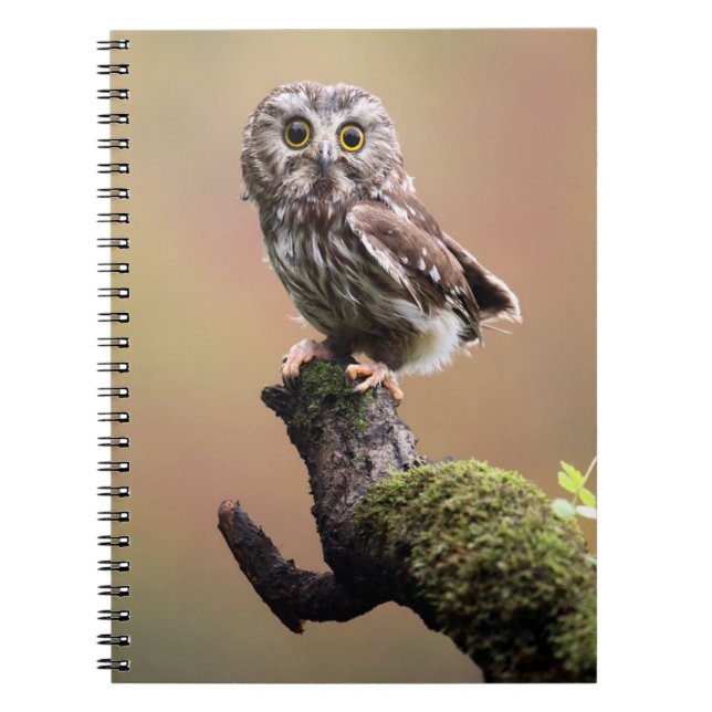 Carnet Animaux de bébés cutest | Chouette blanche de la s (Devant)