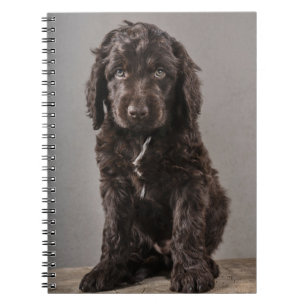 Carnet Animaux de bébés cutest   Cockapoo Puppy