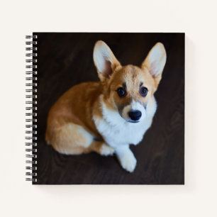 Carnet Animaux de bébés cutest Corgi levant les yeux