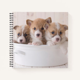 Carnet Animaux de bébés cutest Cute Corgi Chipies dans