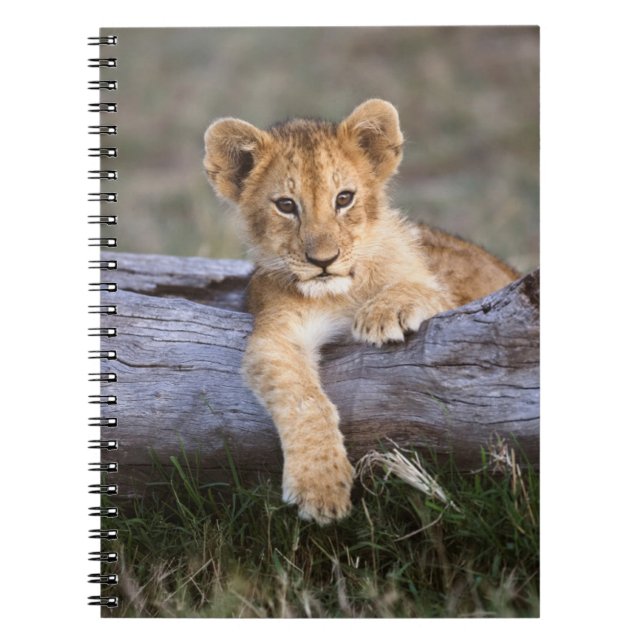 Carnet Animaux de bébés cutest | Cute Lion Cub (Devant)